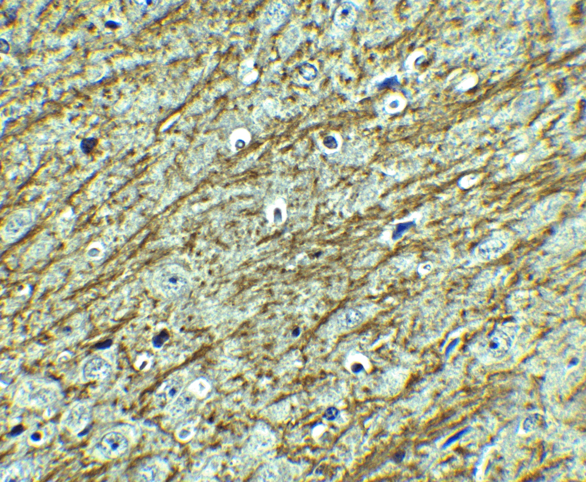 GATA-3 Antibody - BSA Free