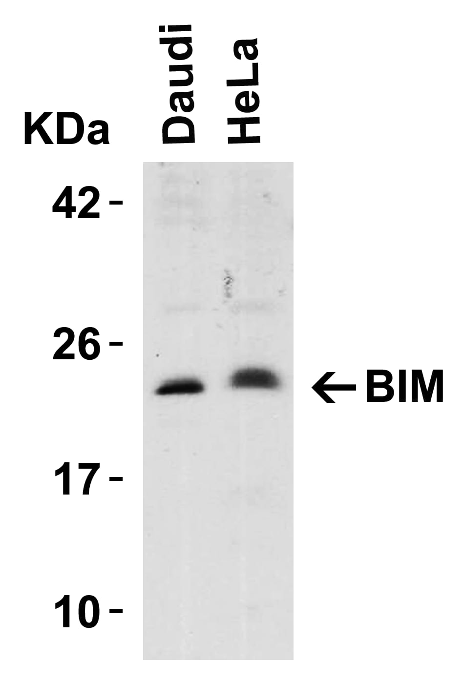 Bim Antibody - BSA Free