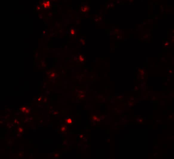 ZSCAN4 Antibody - BSA Free