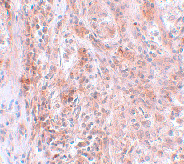 BCAS2 Antibody - BSA Free
