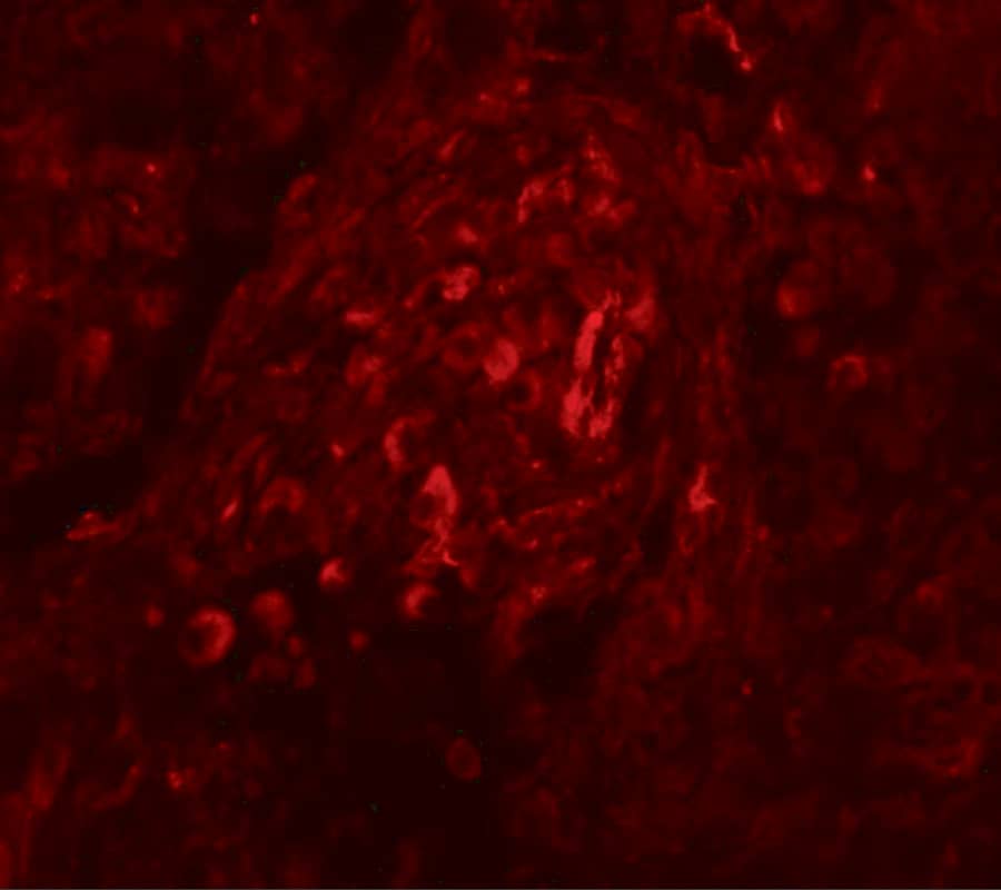 BASC4 Antibody - BSA Free