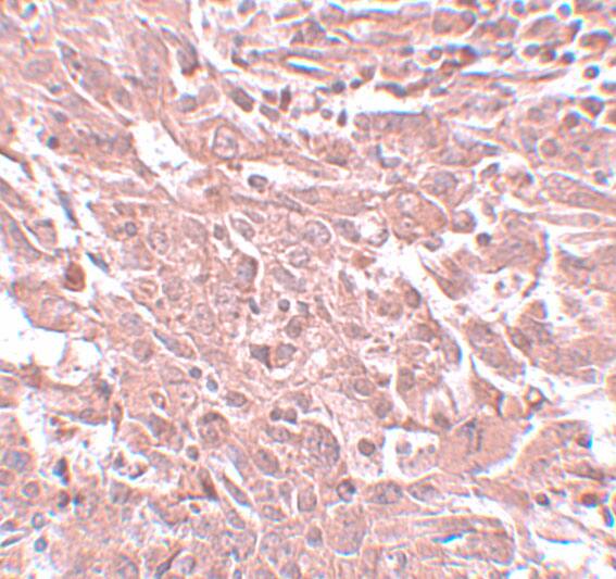 BASC4 Antibody - BSA Free