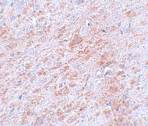 DCAMKL2 Antibody - BSA Free