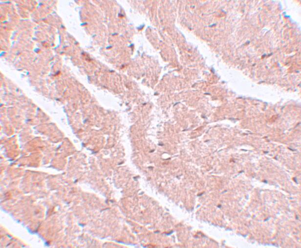 MTUS2 Antibody - BSA Free