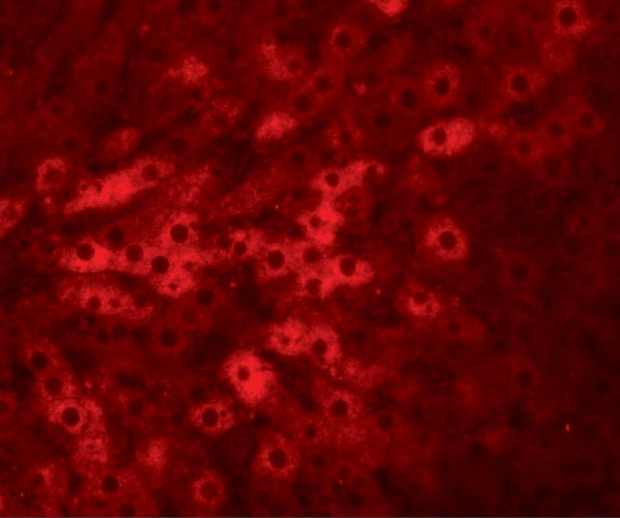 TMEM70 Antibody - BSA Free