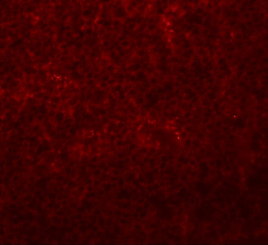 SLC37A2 Antibody - BSA Free