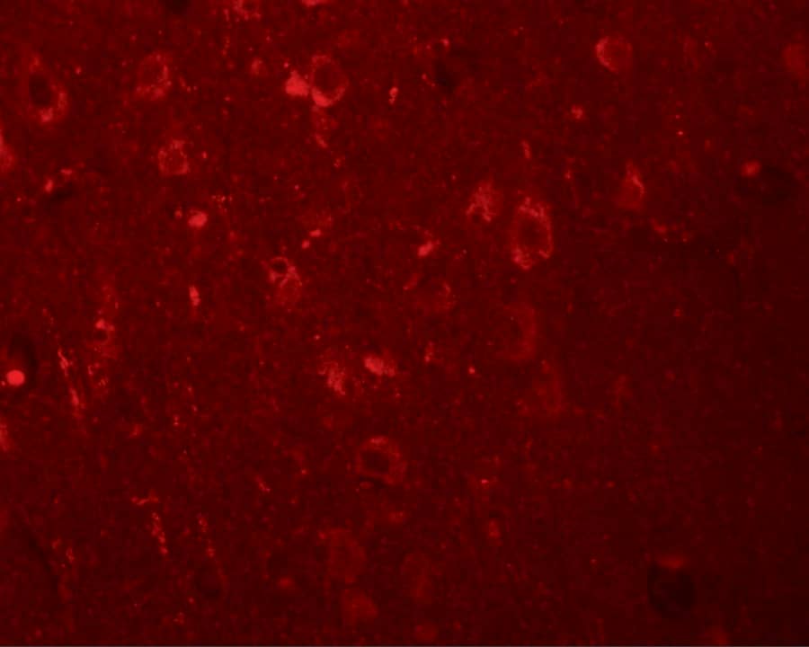 EFHD2 Antibody - BSA Free