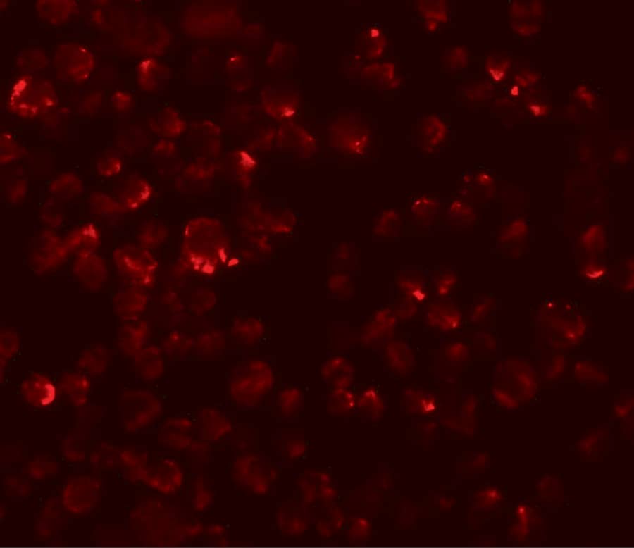 LYRM2 Antibody - BSA Free