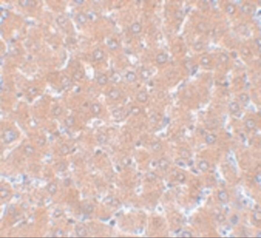 WDR74 Antibody - BSA Free