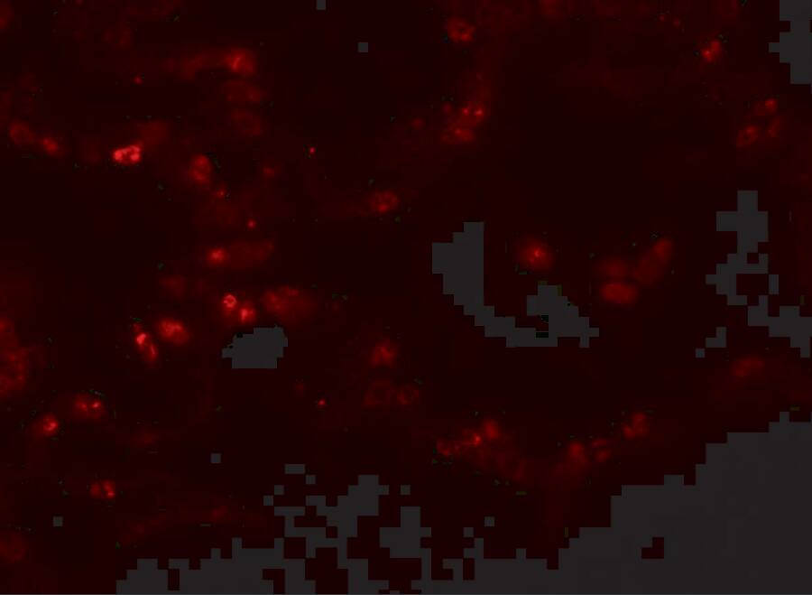 TMEM184B Antibody - BSA Free