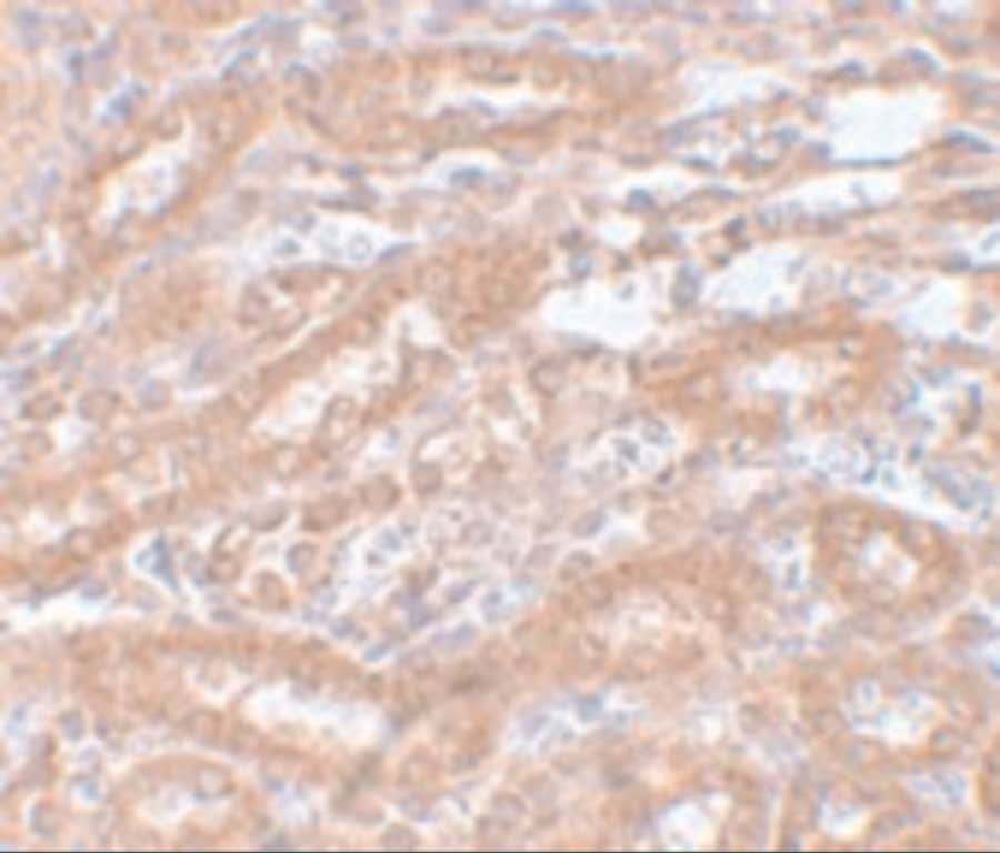 ENC1 Antibody - BSA Free