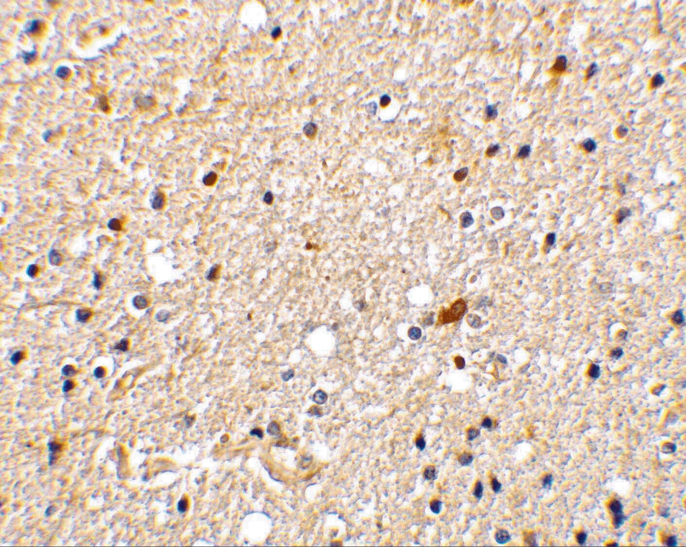 NGFRAP1/BEX3/NADE Antibody - BSA Free
