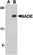 NGFRAP1/BEX3/NADE Antibody Blocking Peptide