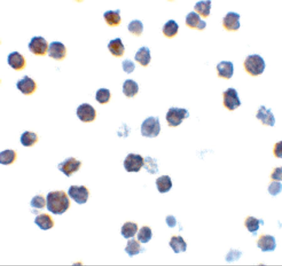 BAK Antibody - BSA Free