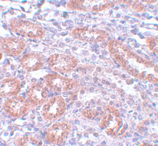 Apc5 Antibody - BSA Free