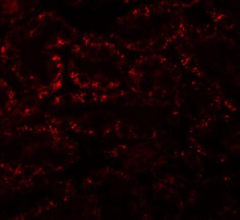 Apc5 Antibody - BSA Free