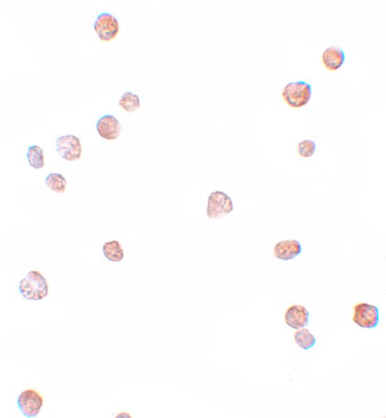 Cdc23 Antibody - BSA Free