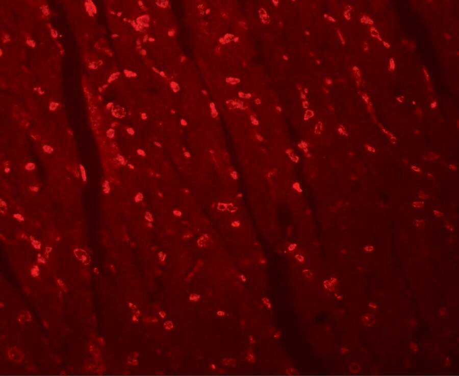 Apc10 Antibody - BSA Free