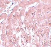 SUMO2 Antibody - BSA Free