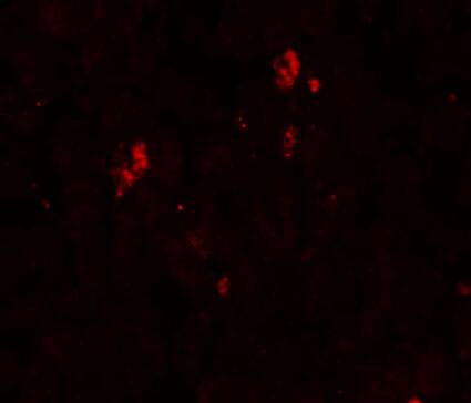 SUMO2 Antibody - BSA Free