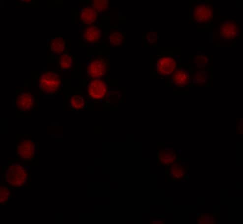 ATG9B Antibody - BSA Free