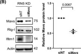 IFITM1 Antibody - BSA Free