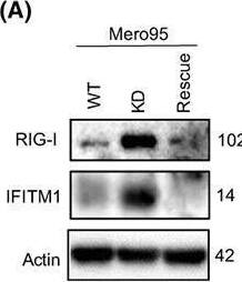 IFITM1 Antibody - BSA Free