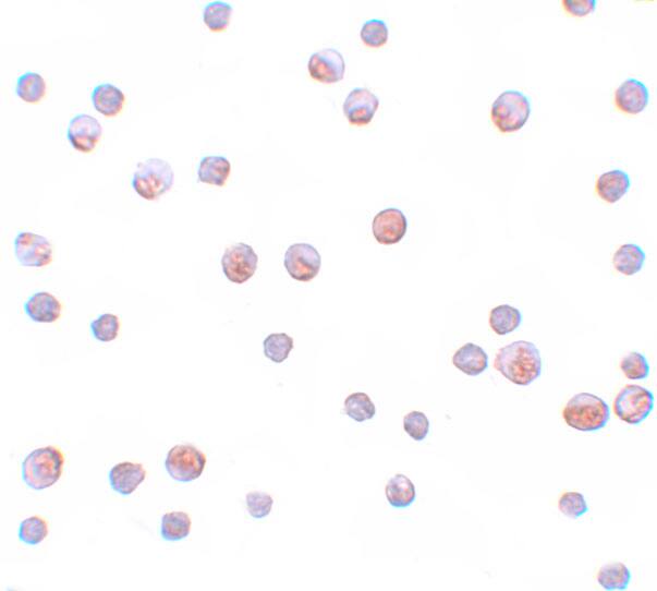 GEMIN2 Antibody - BSA Free