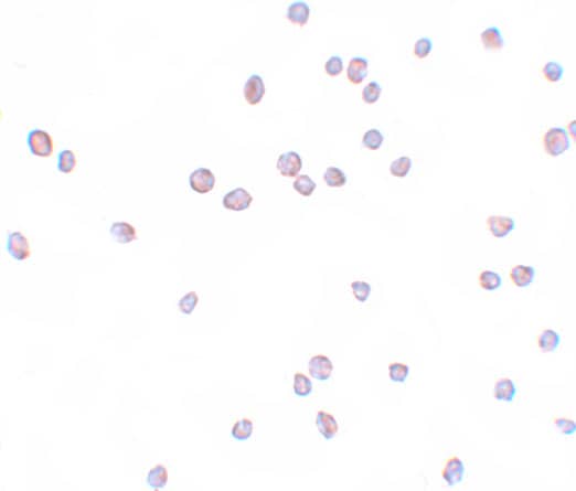 ZEB2 Antibody - BSA Free