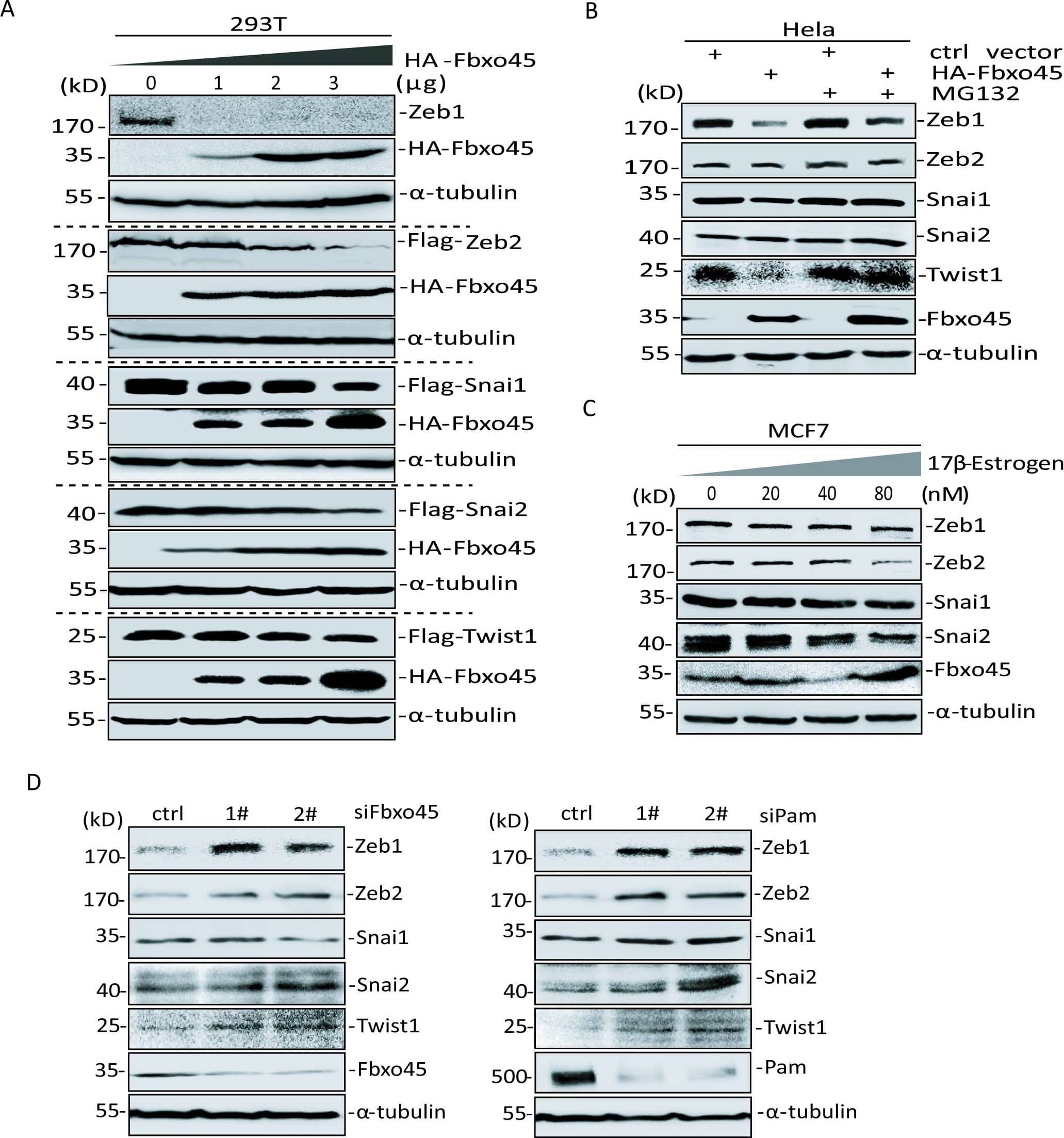 ZEB2 Antibody - BSA Free