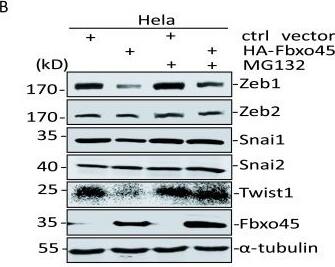 ZEB2 Antibody - BSA Free