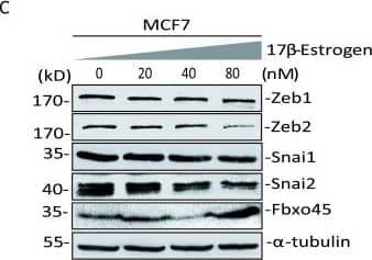 ZEB2 Antibody - BSA Free