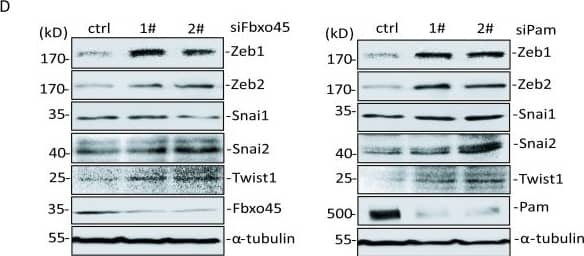 ZEB2 Antibody - BSA Free