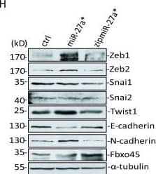 ZEB2 Antibody - BSA Free