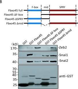 ZEB2 Antibody - BSA Free