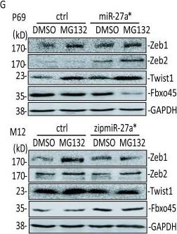 ZEB2 Antibody - BSA Free