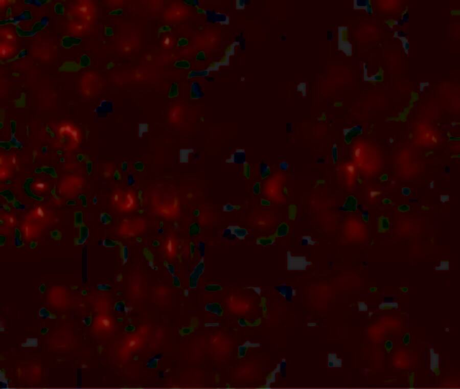 SCUBE1 Antibody - BSA Free