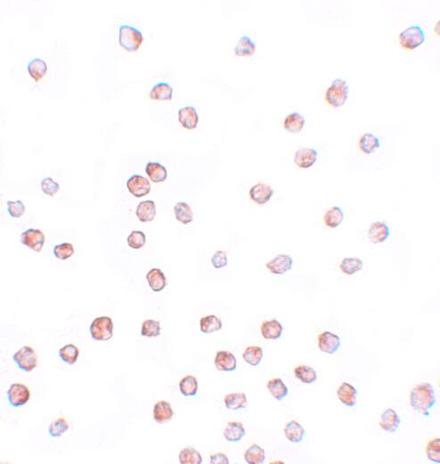 SCUBE1 Antibody - BSA Free