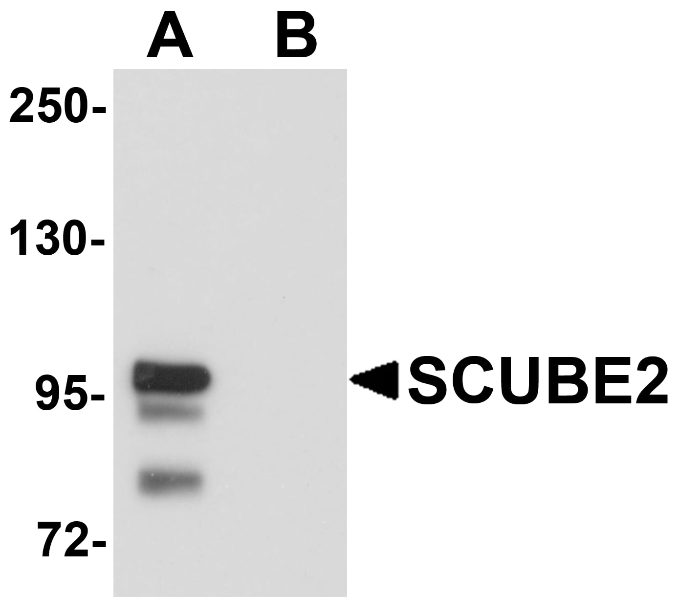 SCUBE2 Antibody - BSA Free