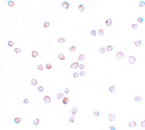 SCUBE2 Antibody - BSA Free