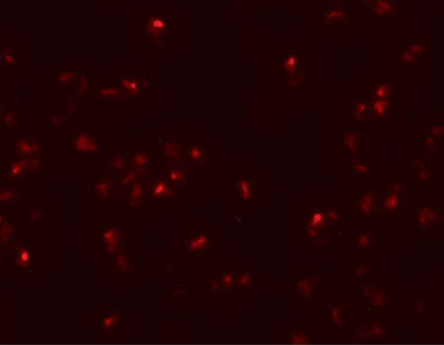 SCRN2 Antibody - BSA Free