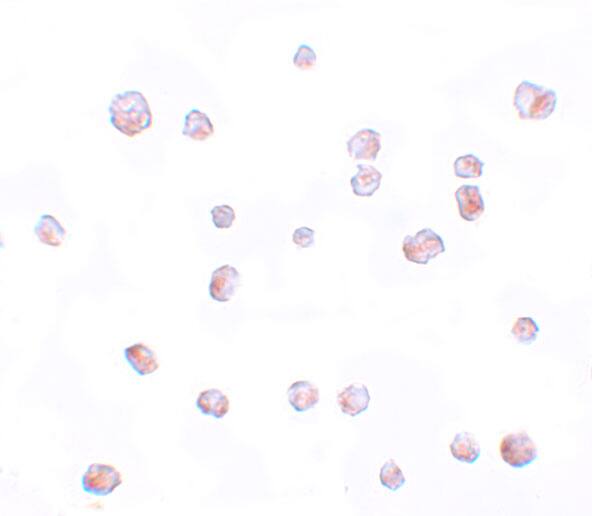 SCRN2 Antibody - BSA Free