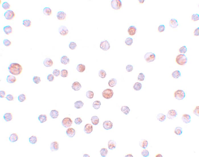 CABP7 Antibody - BSA Free