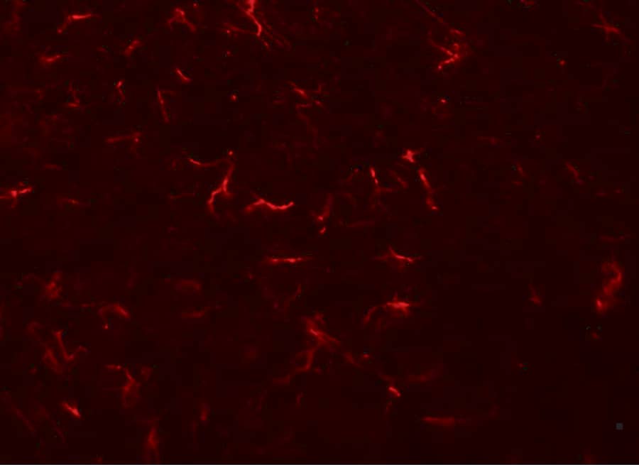 VENTX Antibody - BSA Free