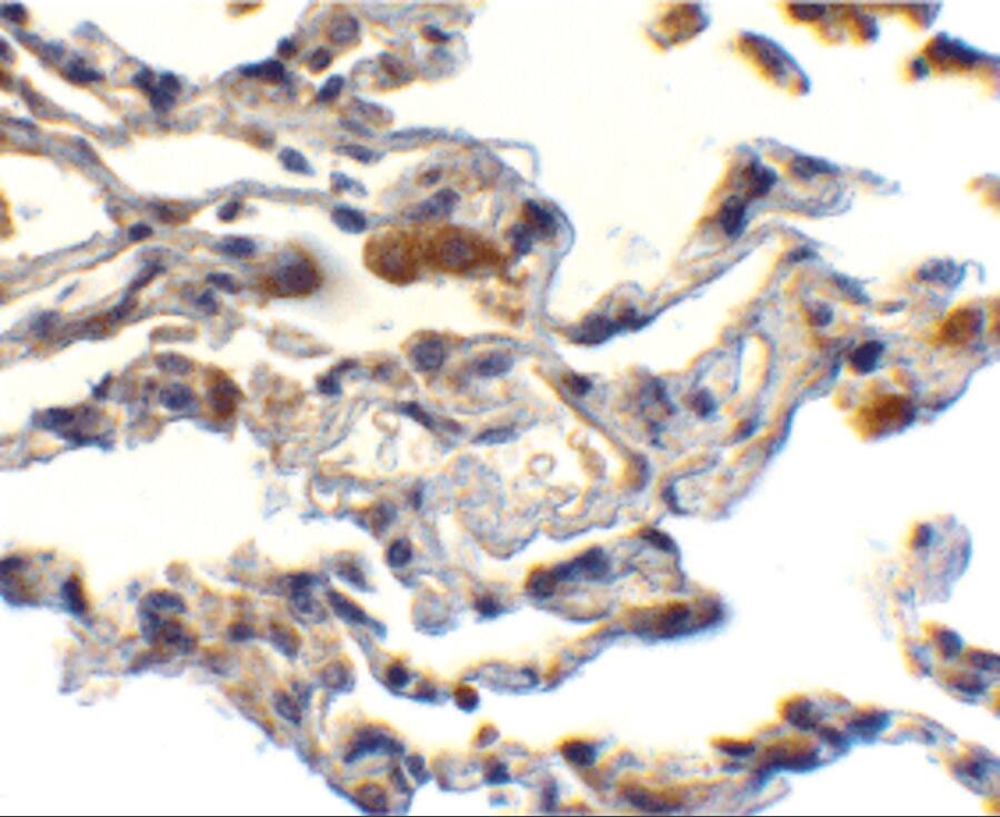 cIAP-1/HIAP-2 Antibody - BSA Free