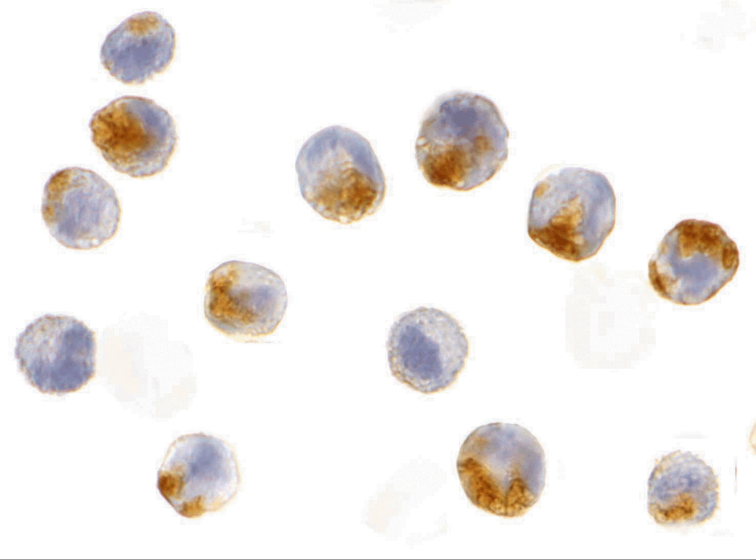 NAIP Antibody - BSA Free