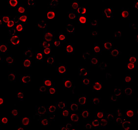 DAD1 Antibody - BSA Free