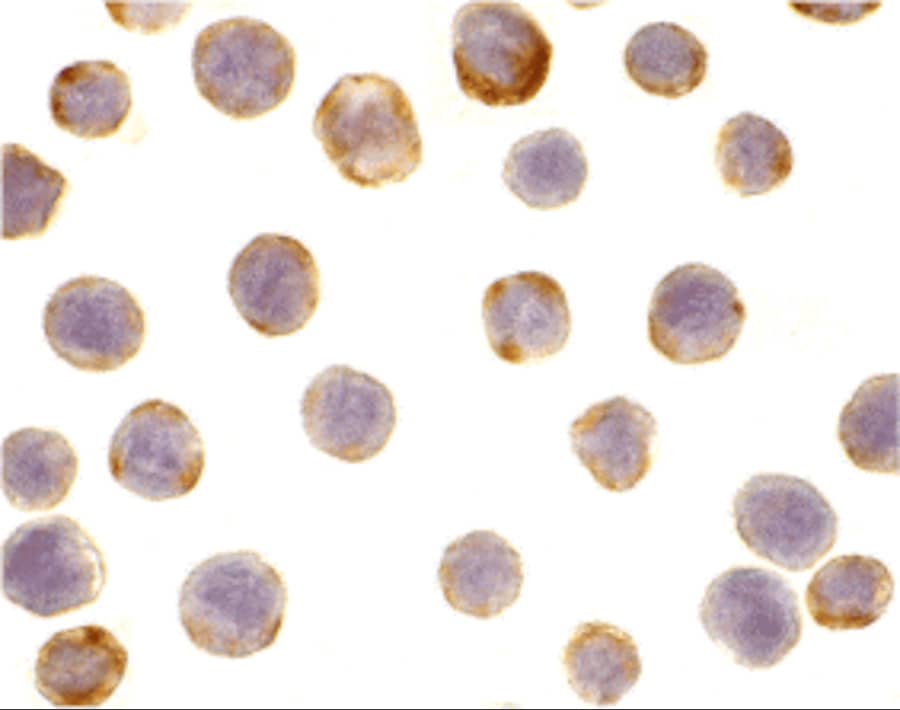 DAD1 Antibody - BSA Free