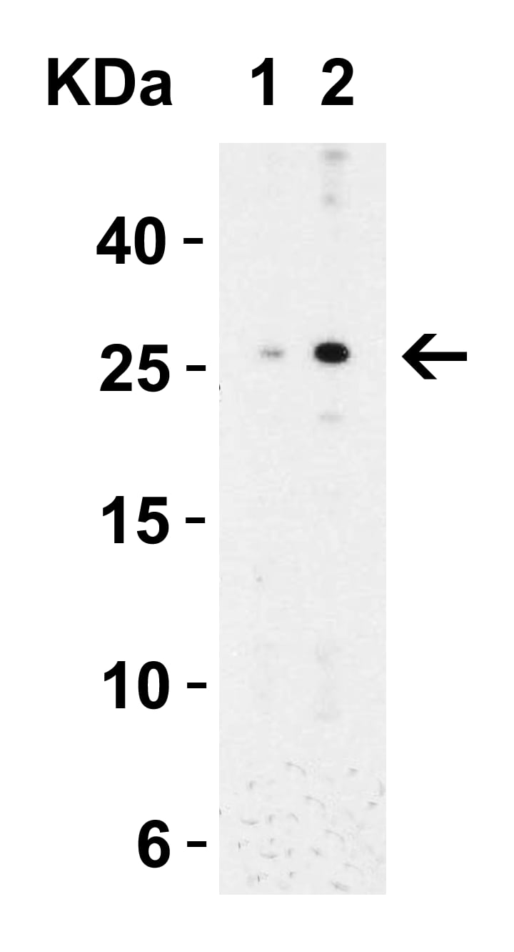 MD-2 Antibody - BSA Free