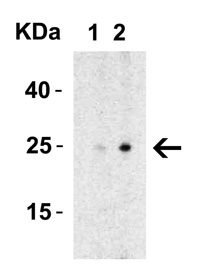 MD-2 Antibody - BSA Free